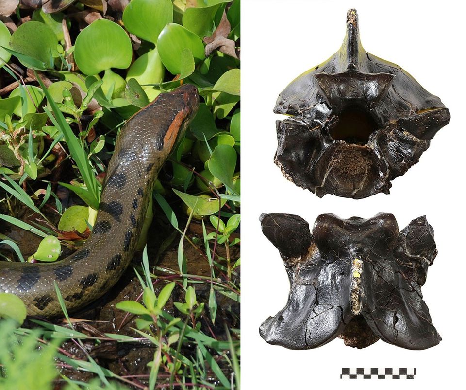 Die Größe früherer Anakondas lässt sich aus versteinerten Wirbeln ablesen