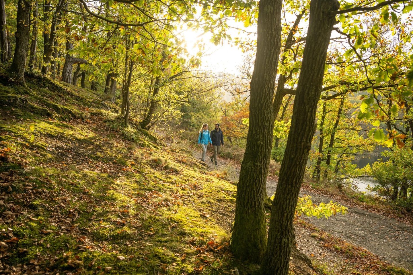 Wildnistrail im Nationalpark Eifel