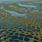 Wenn das Lenadelta von einem feingliedrigen grünen Raster überzogen wird, in dem sich Seen aus Schmelzwasser bilden, dann ist es offensichtlich: Der Permafrost schmilzt, auch in Nordosten Sibiriens. In den kurzen arktischen Sommern tauen die Permafrostböden der Arktis immer weiter auf – mit verheerenden Folgen: Zuvor jahrhundertelang eingefrorene Tier- und Pflanzenreste werden von Mikroorganismen zersetzt, die dabei Kohlendioxid und das noch klimaschädlichere Methan freisetzen. So heizt das Tauwetter die Erderwärmung an, die dann in Sibirien vor allem für eines sorgt: noch mehr tauenden Permafrost. Der feuert den Klimawandel zusätzlich durch den Albedo-Effekt an: Dunkle Oberflächen wie Pflanzen und Wasser reflektieren weniger Sonnenstrahlen in die Atmosphäre als helle Oberflächen aus Schnee und Eis es tun. 