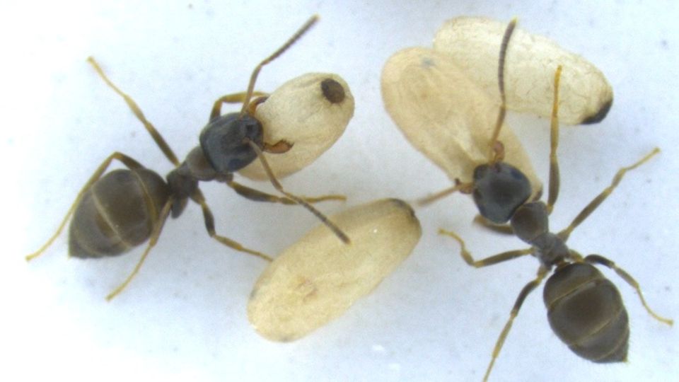 Zeitraffer: Erkrankt eine Ameisenpuppe, wird sie desinfiziert und getötet