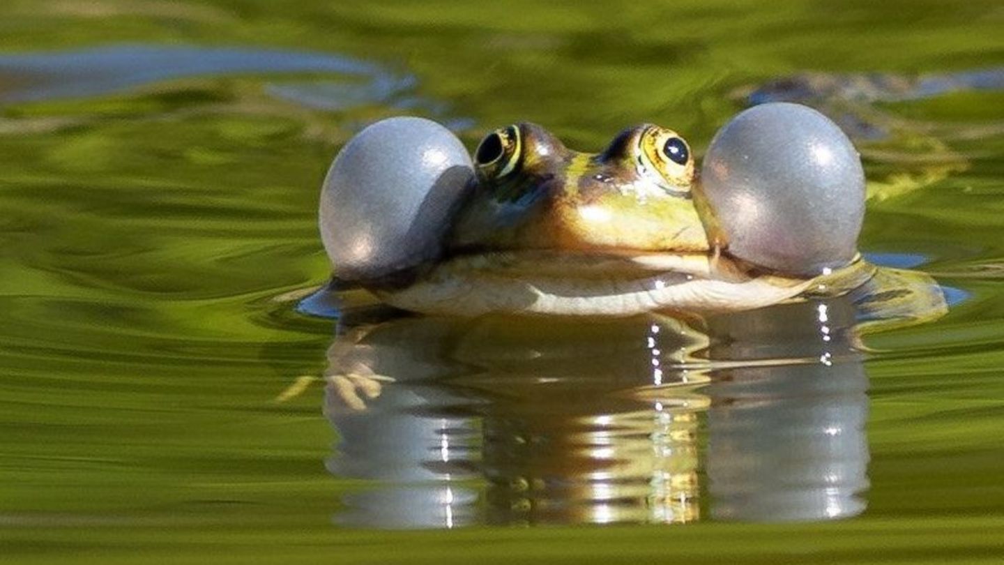 Einige Wasserfroscharten könnten künftig besser geschützt werden. (Illustration) Foto: Soeren Stache/dpa-Zentralbild/ZB