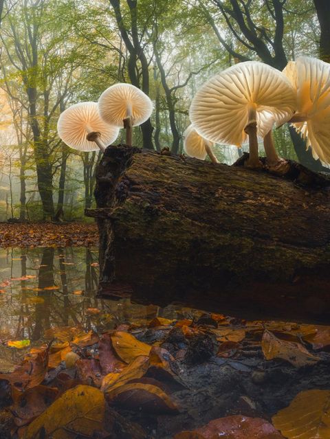 Transparente Buchen-Schleimrüblinge in einem Buchenwald