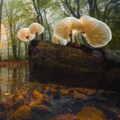 Transparente Buchen-Schleimrüblinge in einem Buchenwald