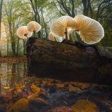 Transparente Buchen-Schleimrüblinge in einem Buchenwald