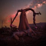 Ein Flaschenbaum vor dem Nachthimmel