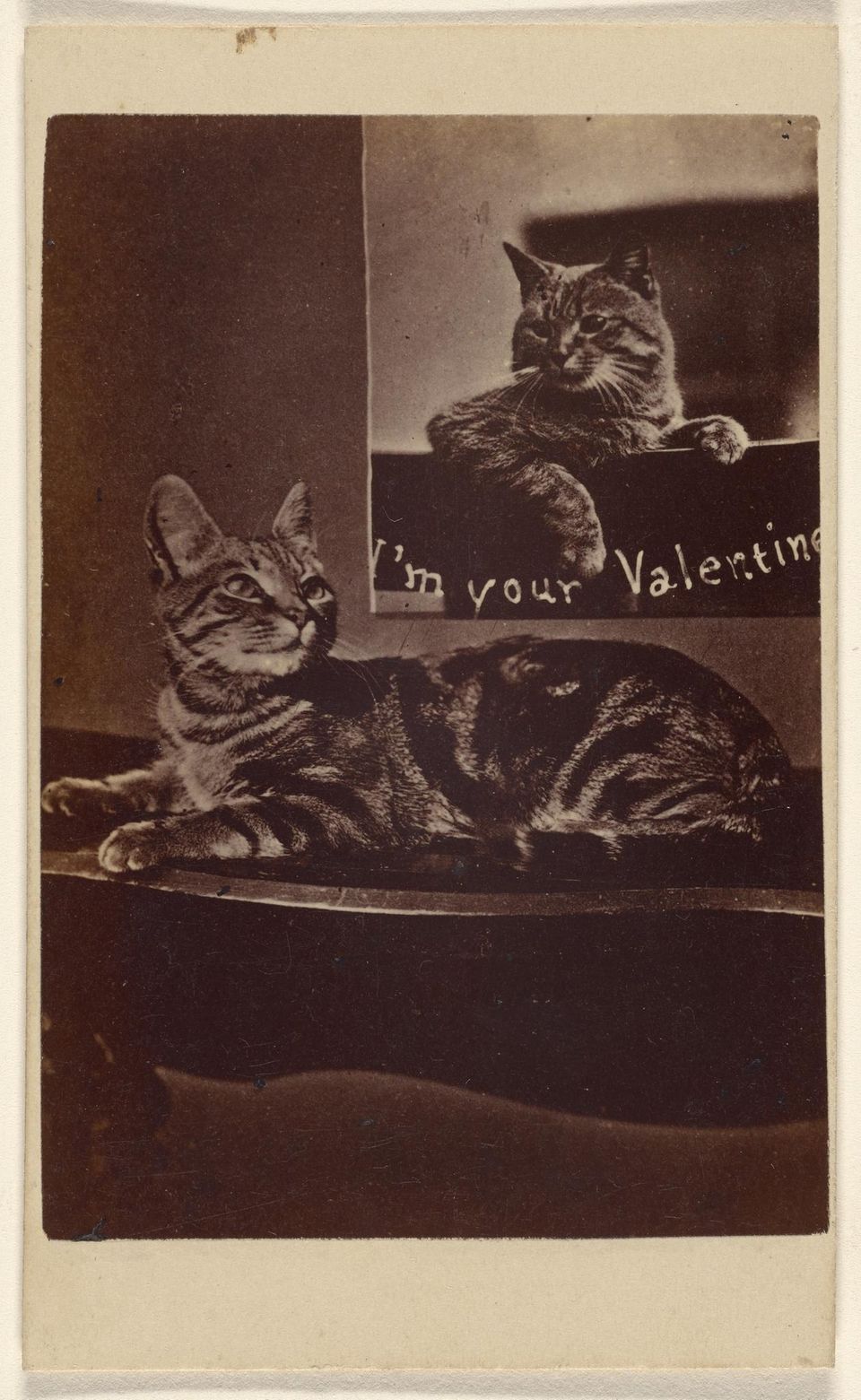 Schwarz weiss Motiv mit Katzen und dem Titel " I am your valentine"