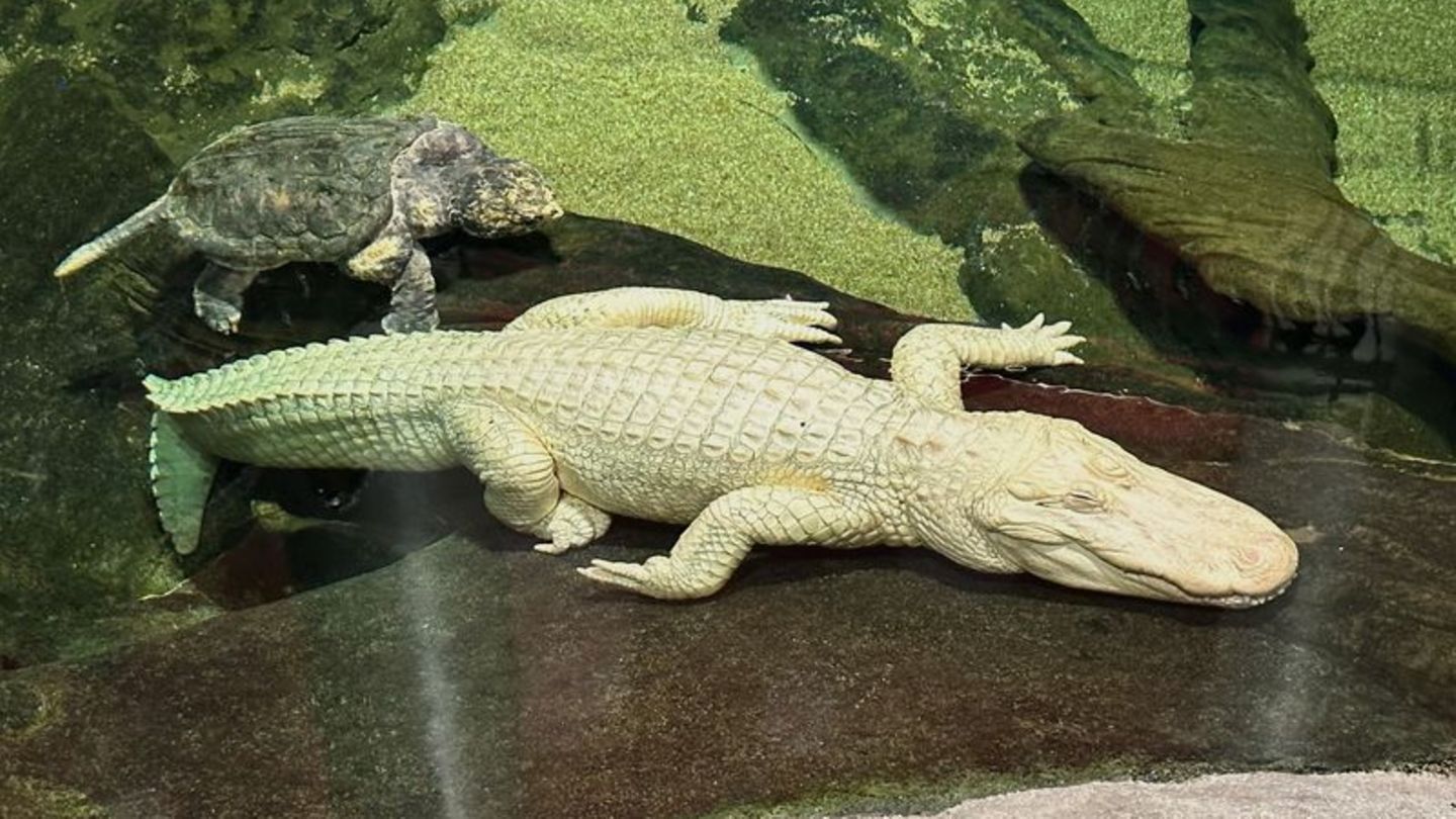 Albino-Alligator Claude lag meist regungslos auf einem beheizten Felsen oder schwamm mit Schildkröten durch sein Becken. (Archiv