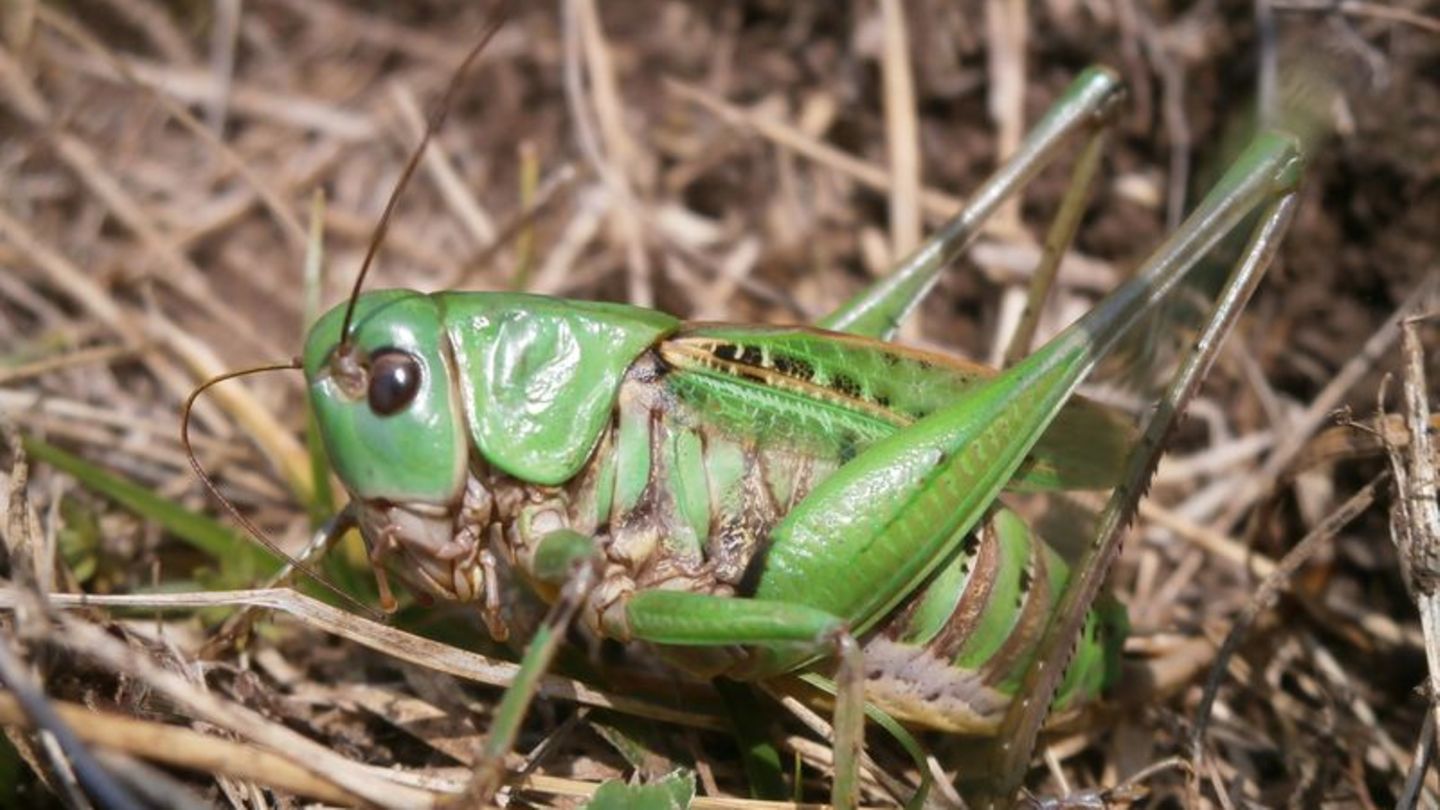 Seinen Namen erhielt der Warzenbeißer aufgrund eines alten Volksglaubens. (Foto - Handout) Foto: Schmitt/Senckenberg/dpa