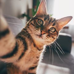 Eine getigerte Katze macht ein Selfie
