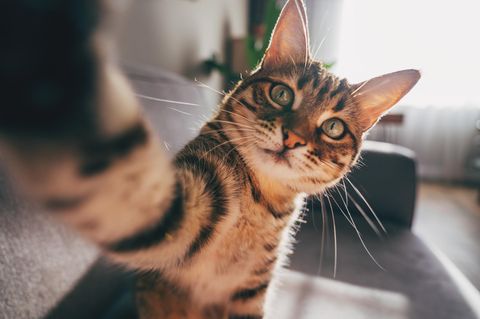 Eine getigerte Katze macht ein Selfie