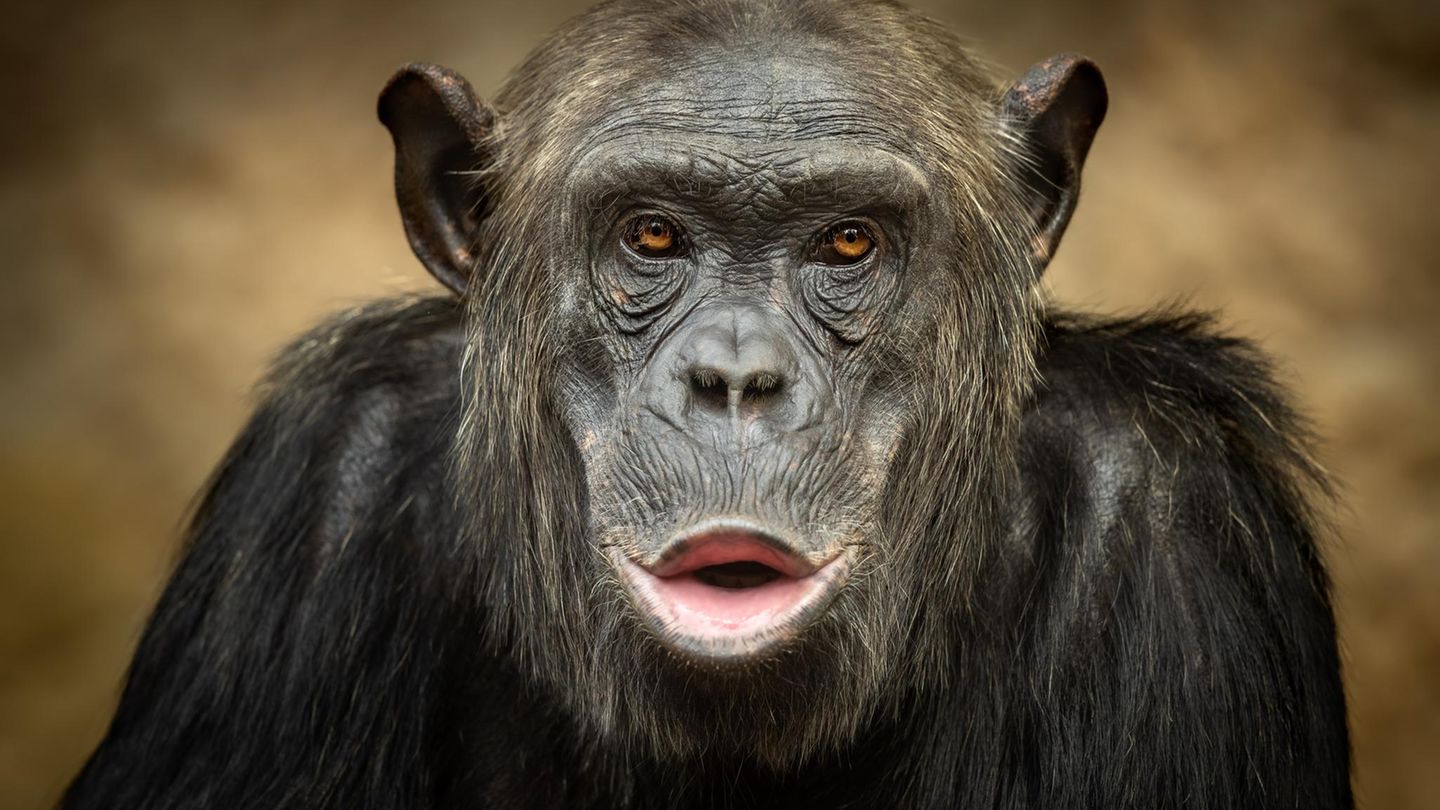 Männlicher sprechender Schimpanse
