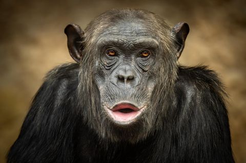 Männlicher sprechender Schimpanse