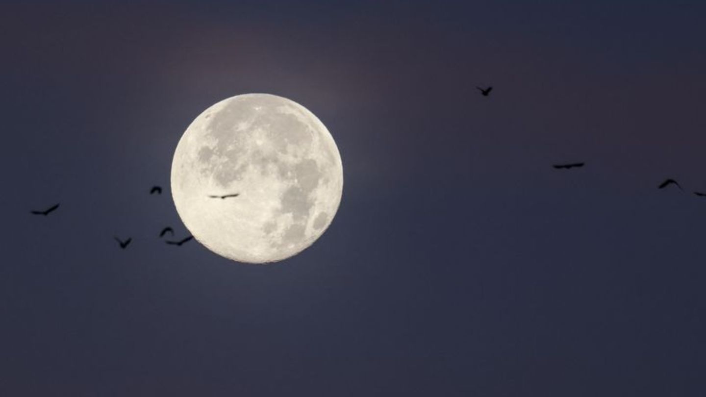 Der letzte Vollmond des Jahres wird auch "Cold Moon" oder "Julmond" genannt. (Archivbild) Foto: Christian Charisius/dpa
