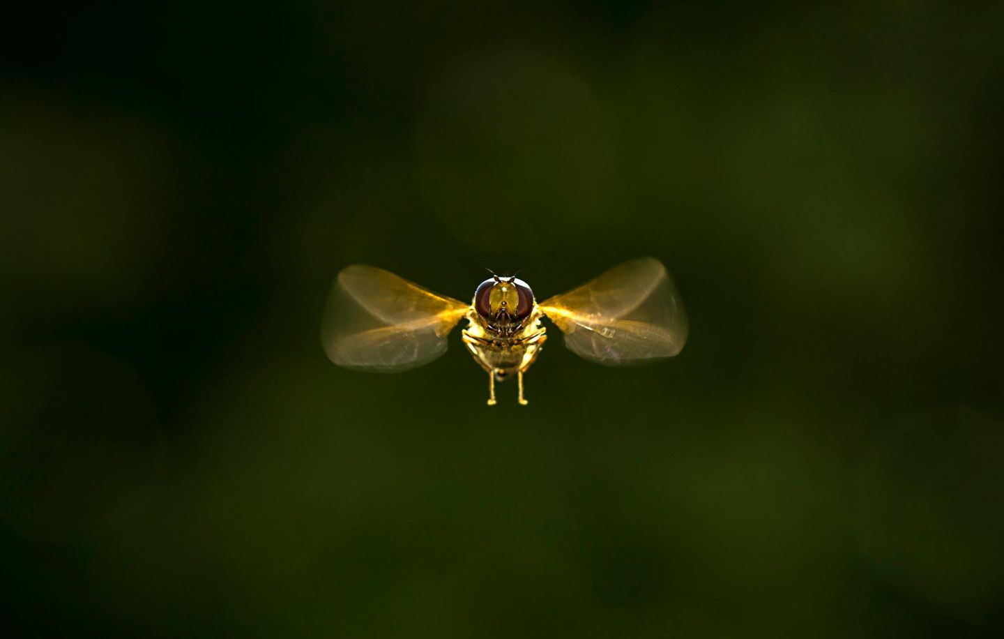 Schweflige im Anflug