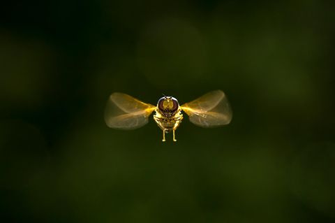 Schweflige im Anflug