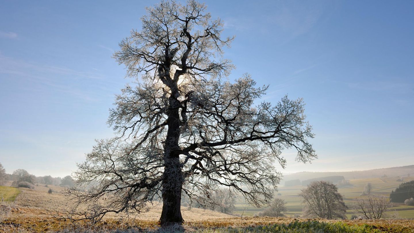 Quiz-Erkennen-Sie-diese-heimischen-B-ume-im-Winter-