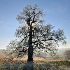 Quiz: Erkennen Sie diese heimischen Bäume im Winter?