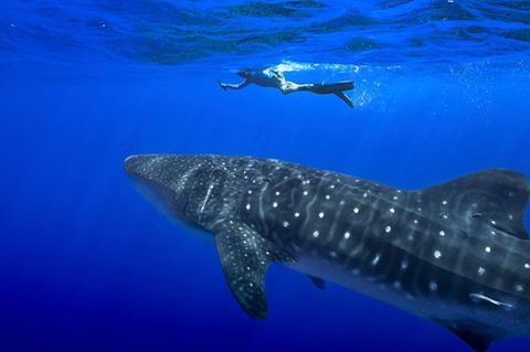 Unter anderem für den Wahlhai beschloss die Weltartenkonferenz in Samarkand ein kommerzielles Handelsverbot. (Archivbild) Foto: