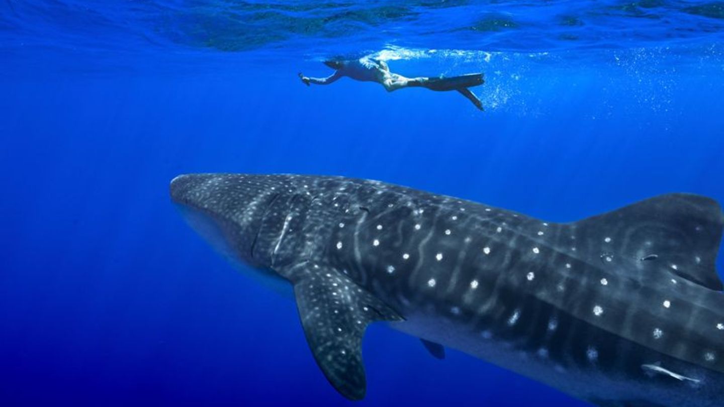 Unter anderem für den Wahlhai beschloss die Weltartenkonferenz in Samarkand ein kommerzielles Handelsverbot. (Archivbild) Foto:
