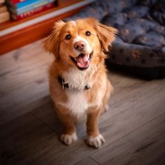 A cheerful dog sits on the floor in the house