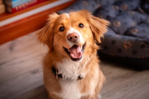 A cheerful dog sits on the floor in the house