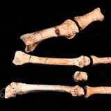 Diese rund 3,4 Millionen Jahre alte Fußknochen wurden in Äthiopien gefunden.