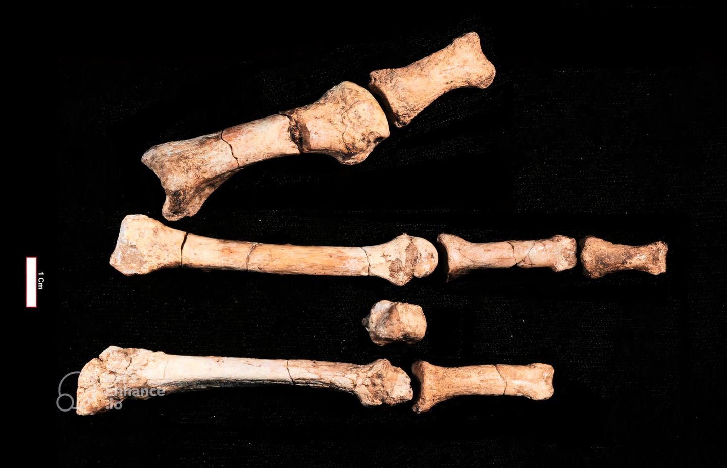 Diese rund 3,4 Millionen Jahre alte Fußknochen wurden in Äthiopien gefunden.