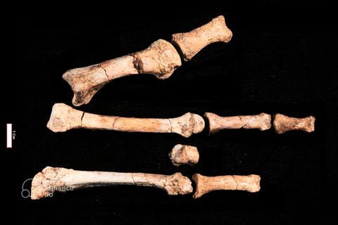 Diese rund 3,4 Millionen Jahre alte Fußknochen wurden in Äthiopien gefunden.