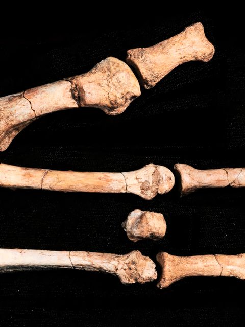 Diese rund 3,4 Millionen Jahre alte Fußknochen wurden in Äthiopien gefunden.