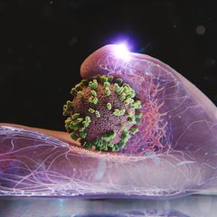 Influenza: Erstmals live gefilmt: Grippeviren dringen in eine lebende Zelle ein