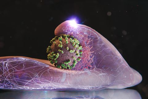 Influenza: Erstmals live gefilmt: Grippeviren dringen in eine lebende Zelle ein