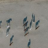 Pferde und zwei heiratende Menschen am Strand von oben und deren Schatten