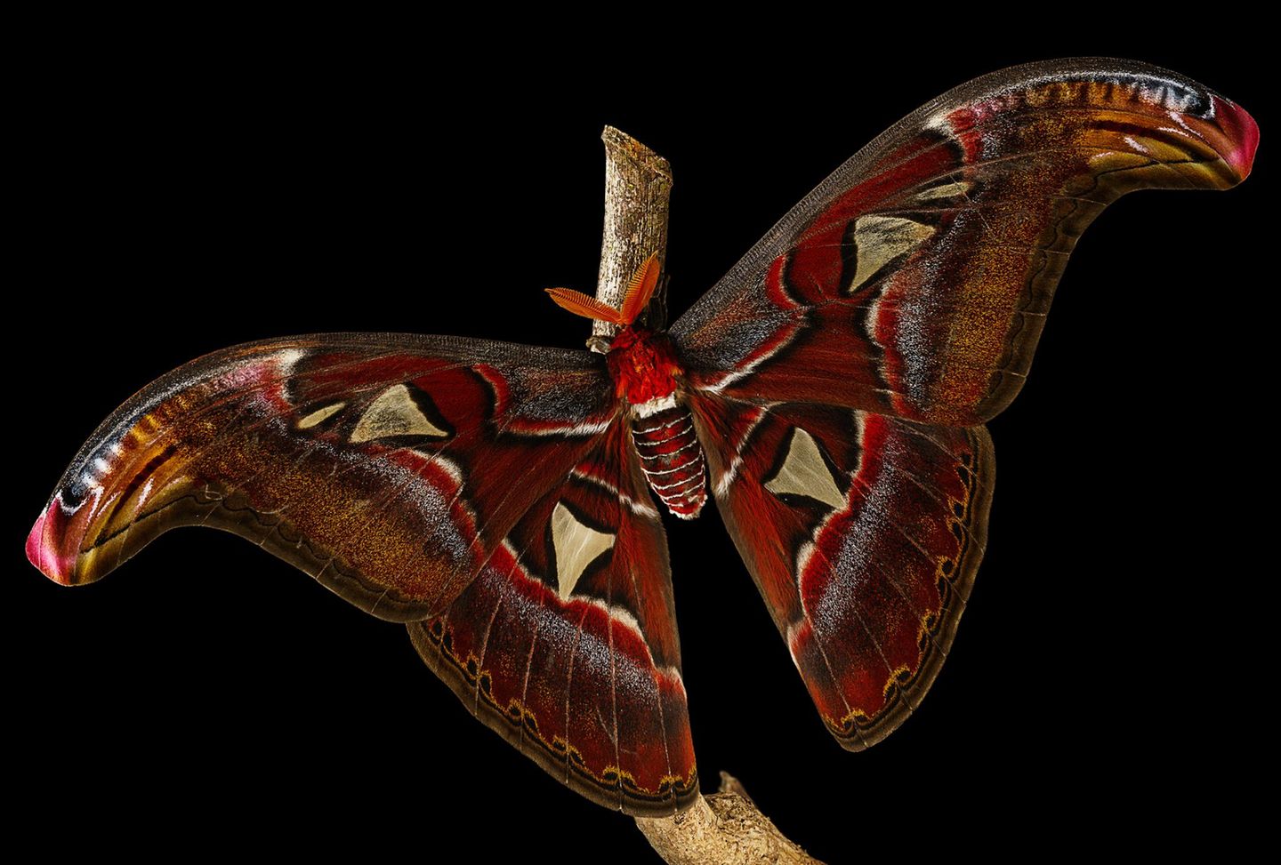 Wenn der Atlasspinner (Attacus atlas) seine geschwungenen Flügel spannt, offenbart er ein perfekt symmetrisches Mosaik aus warmen Rot- und Brauntönen. Doch seine Schönheit ist nicht der Eitelkeit geschuldet: Die gebogenen Flügelspitzen des Atlasspinners imitieren das Profil von Schlangenköpfen – und sollen dem Falter das Überleben sichern. Denn obwohl er mit einer Flügelspannweite von bis zu 30 Zentimetern zu den größten Faltern der Welt zählt, steht er auf dem Speiseplan vieler Vögel – die vor Schlangen allerdings Reißaus nehmen. Dank seiner Mimikry kann sich der Atlasspinner also ungestört auf die Partnersuche begeben; schließlich hat er als ausgewachsener Schmetterling nur zwei Wochen Zeit, um ein williges Gegenstück zu finden und Eier zu legen. Mit ihrer Fotografie gelingt es Irina Petrova Adamatzky sogar, die zarte Schuppenstruktur der vermeintlichen Schlangen auf den Flügeln des Falters einzufangen. Dafür gewinnt sie den zweiten Platz in der Kategorie "Verhalten".