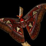 Eine Nahaufnahme des Atlasspinners