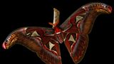 Wenn der Atlasspinner (Attacus atlas) seine geschwungenen Flügel spannt, offenbart er ein perfekt symmetrisches Mosaik aus warmen Rot- und Brauntönen. Doch seine Schönheit ist nicht der Eitelkeit geschuldet: Die gebogenen Flügelspitzen des Atlasspinners imitieren das Profil von Schlangenköpfen – und sollen dem Falter das Überleben sichern. Denn obwohl er mit einer Flügelspannweite von bis zu 30 Zentimetern zu den größten Faltern der Welt zählt, steht er auf dem Speiseplan vieler Vögel – die vor Schlangen allerdings Reißaus nehmen. Dank seiner Mimikry kann sich der Atlasspinner also ungestört auf die Partnersuche begeben; schließlich hat er als ausgewachsener Schmetterling nur zwei Wochen Zeit, um ein williges Gegenstück zu finden und Eier zu legen. Mit ihrer Fotografie gelingt es Irina Petrova Adamatzky sogar, die zarte Schuppenstruktur der vermeintlichen Schlangen auf den Flügeln des Falters einzufangen. Dafür gewinnt sie den zweiten Platz in der Kategorie "Verhalten".
