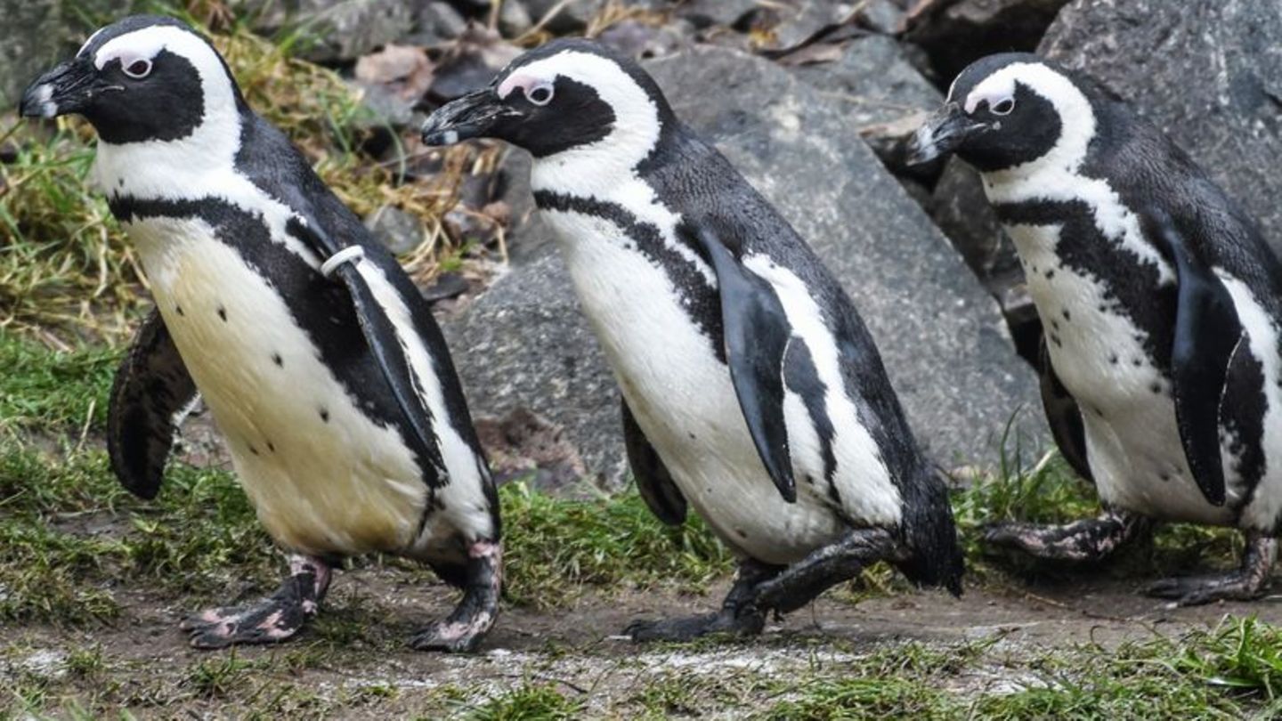 vom-aussterben-bedrohte-art-das-sterben-der-brillenpinguine-ursache-ermittelt