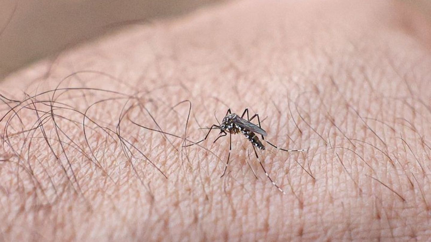 krankheiten-rki-meldet-gro-en-ausbruch-von-chikungunya-fieber-auf-kuba