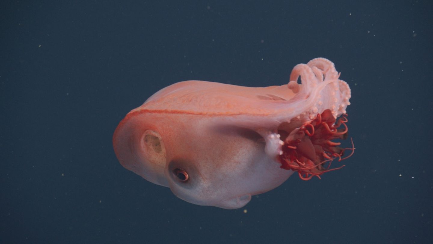 Seltene Erscheinung im Licht eines Tauchroboters: Haliphron atlanticus, der "siebenarmige Oktopus", mit Beute - einer Qualle