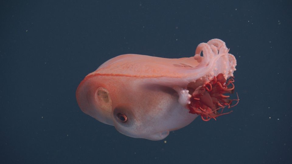 Seltene Erscheinung im Licht eines Tauchroboters: Haliphron atlanticus, der "siebenarmige Oktopus", mit Beute - einer Qualle