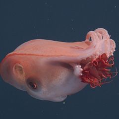 Seltene Erscheinung im Licht eines Tauchroboters: Haliphron atlanticus, der "siebenarmige Oktopus", mit Beute - einer Qualle