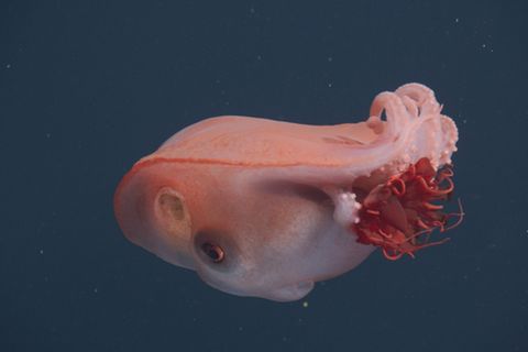 Seltene Erscheinung im Licht eines Tauchroboters: Haliphron atlanticus, der "siebenarmige Oktopus", mit Beute - einer Qualle