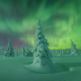 Schneelandschaft mit Nadelbäumen unter mildem grünem Polarlicht