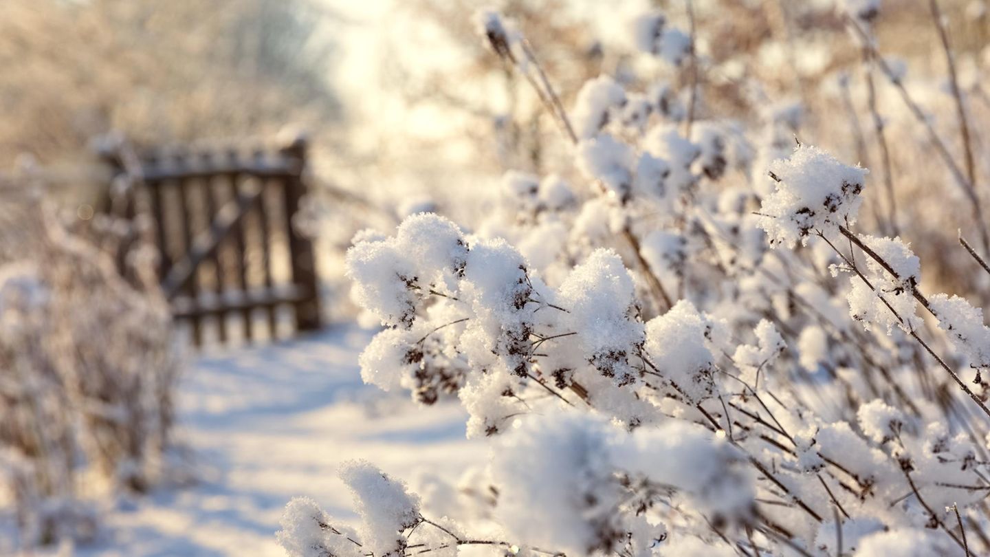 Quiz-Von-Ernte-bis-Frostschutz-Wie-gut-kennen-Sie-sich-im-winterlichen-Garten-aus-