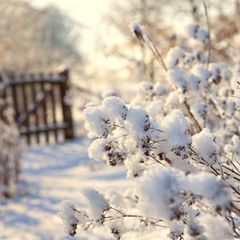 Was wissen Sie über den winterlichen Garten?
