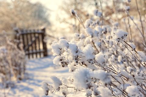 Was wissen Sie über den winterlichen Garten?