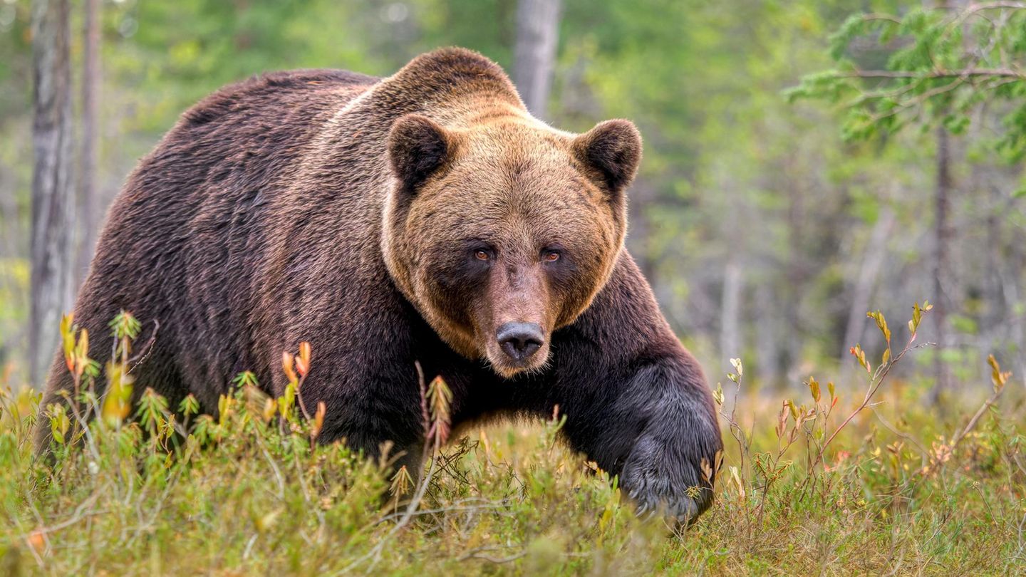 Seltenes-Wildtier-Kraftprotz-der-W-lder-Wie-der-Braunb-r-sich-f-r-den-Winter-wappnet