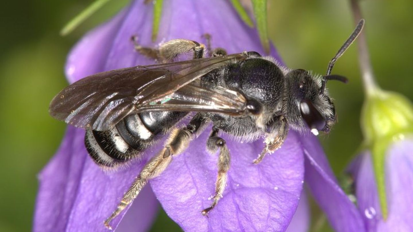 Auszeichnungen-Glockenblumen-Schmalbiene-ist-Wildbiene-des-Jahres-2026
