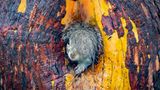 Ein grauer Blitz huscht im Beacon-Hill-Park in Victoria an der kanadischen Fotografin Christy Grinton vorbei. Genau hingeschaut, offenbarte sich eine Eichhörnchenmutter, die ihre Jungen in ein neues Nest trug. "Als sie im neuen Unterschlupf verschwand und sich umdrehte, ragte ihr nasser Schweif noch heraus und rahmte ihr Gesicht ein – ein Anblick, der mich herzlich zum Lachen brachte", erinnert sich Grinton. "Man kennt das: frisch geföhnt, und genau dann klingelt es an der Tür."   