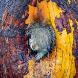 Ein grauer Blitz huscht im Beacon-Hill-Park in Victoria an der kanadischen Fotografin Christy Grinton vorbei. Genau hingeschaut, offenbarte sich eine Eichhörnchenmutter, die ihre Jungen in ein neues Nest trug. "Als sie im neuen Unterschlupf verschwand und sich umdrehte, ragte ihr nasser Schweif noch heraus und rahmte ihr Gesicht ein – ein Anblick, der mich herzlich zum Lachen brachte", erinnert sich Grinton. "Man kennt das: frisch geföhnt, und genau dann klingelt es an der Tür."   