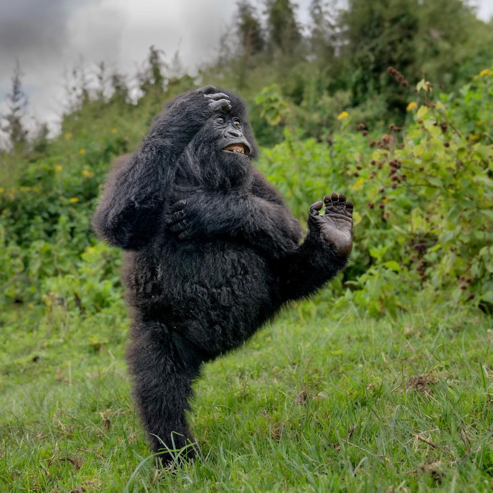 Ein junger Gorilla turnt ausgelassen über eine Lichtung in den Virunga-Bergen: Diesen Moment reiner Lebensfreude hielt der britische Fotograf Mark Meth-Cohn während einer Wanderung in Ruanda fest – und gewinnt damit den Hauptpreis des Wettbewerbs.